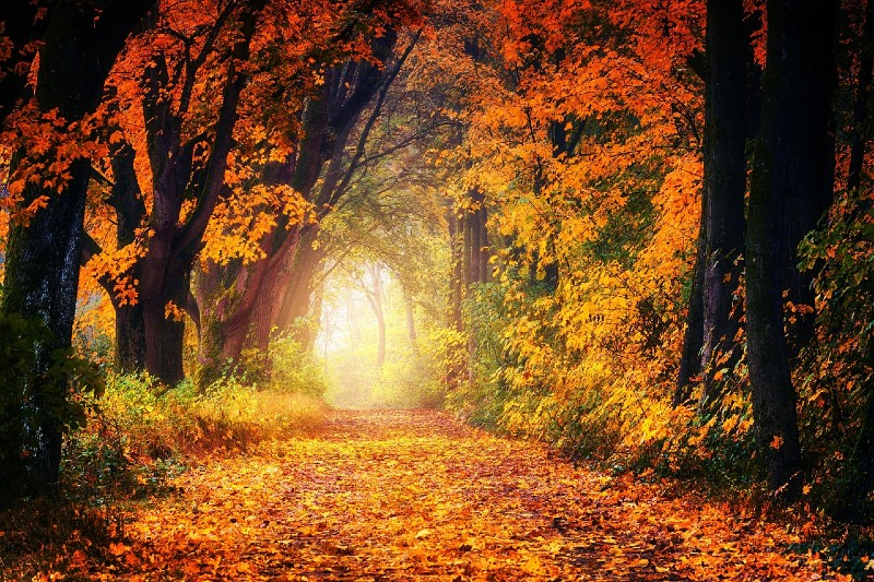 God's Glory